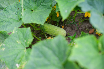 Cucumber short grow