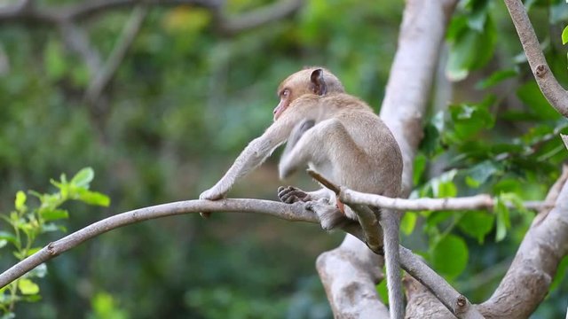 Life of Crab-eating macaque in the Nature ,Thailand