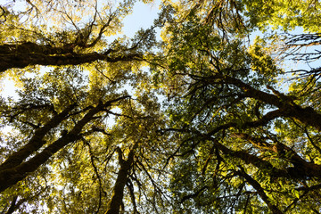 tree top with yellow color leaf 