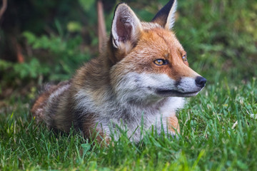 Red Fox on grass