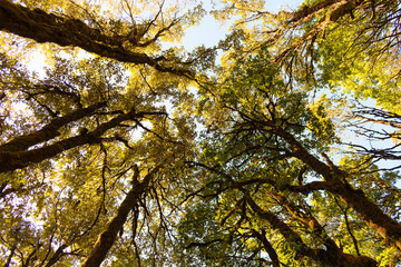 tree top with yellow color leaf 