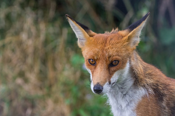 Red Fox on grass