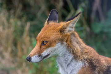Red Fox on grass