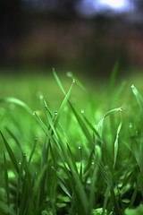 Green grass with dew. Close-up photo grass on the green blurred background.