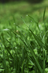Green grass with dew. Close-up photo grass on the green blurred background.