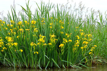 Blooming yellow flower of iris (pseudacorus) or yellow flag near the river