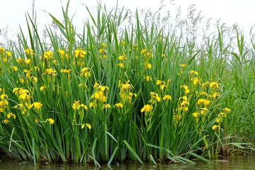 Schilderijen op glas Blooming yellow flower of iris (pseudacorus) or yellow flag near the river © watcherfox