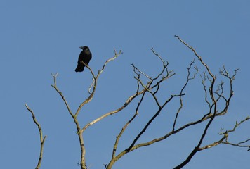 crow on a tree