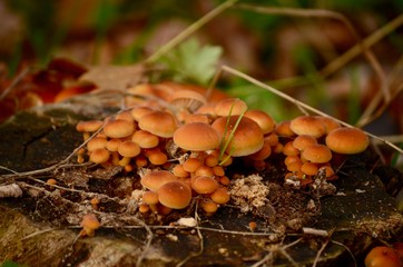 autumn woodland mushrooms 