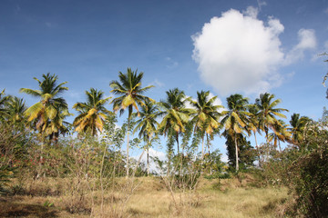 Obraz na płótnie Canvas Martinique, palmiers sous le vent à la pointe du Marigot