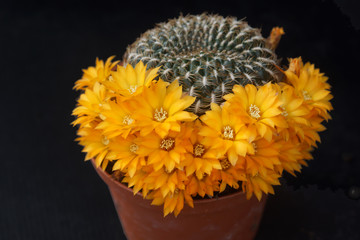 Cactus fiorito, Sulcorebutia