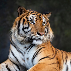 Portrait of tiger.