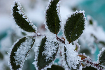 Frozen leaves of a bush of roses.