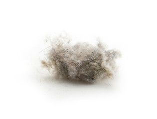 Common house hold dust, high magnification macro, isolated on white. Shallow depth of field.
