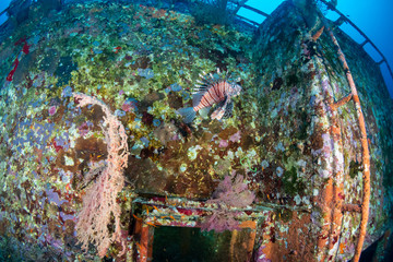 Predatory Lionfish on an underwater, tropical shipwreck