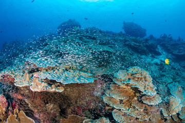 Beautiful schools of tropical fish swimming around a colorful coral reef