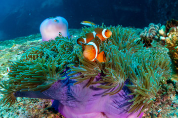 Family of cute Clownfish in a colorful anemone on a tropical coral reef