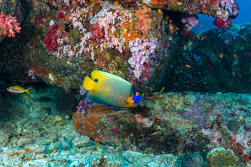 Colorful Angelfish on a tropical coral reef