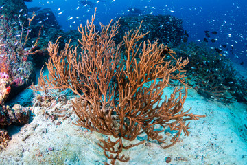 Fototapeta na wymiar Tropical fish and colorful corals on a healthy tropical coral reef