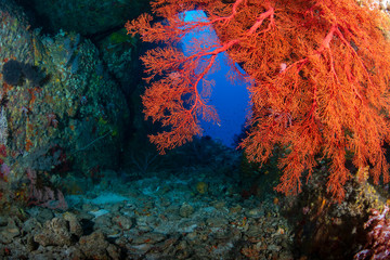 Fototapeta na wymiar Corals, seafans and tunnels on an underwater tropical reef