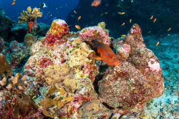 A colorful Coral Grouper on a tropical coral reef in Thailand