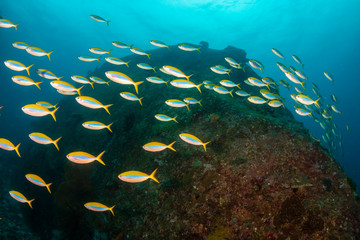 Naklejka na ściany i meble Beautiful schools of tropical fish swimming around a colorful coral reef