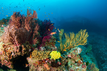 Fototapeta na wymiar Tropical fish and colorful corals on a healthy tropical coral reef