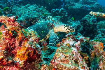 Naklejka na ściany i meble Hawksbill Seaturtle on a colorful tropical coral reef