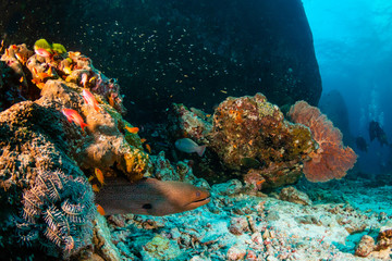 Fototapeta na wymiar Moray Eel and SCUBA divers on a tropical coral reef