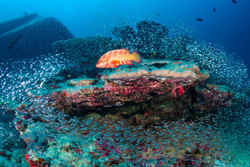 Fototapeta na wymiar A colorful Coral Grouper on a tropical coral reef in Thailand