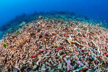 A huge area of bleached, broken and dead coral caused by rising sea temperatures during a bleaching event
