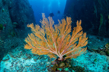 A colorful tropical coral reef at the Similan Islands, Thailand