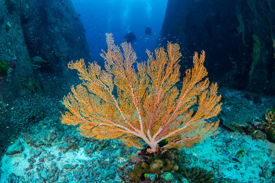 A colorful tropical coral reef at the Similan Islands, Thailand