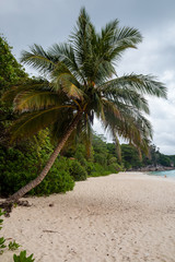 Fototapeta na wymiar Palm tree and a stormy sky on a quiet tropical sandy beach
