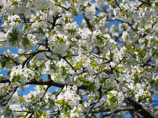 Blühender Kirschbaum