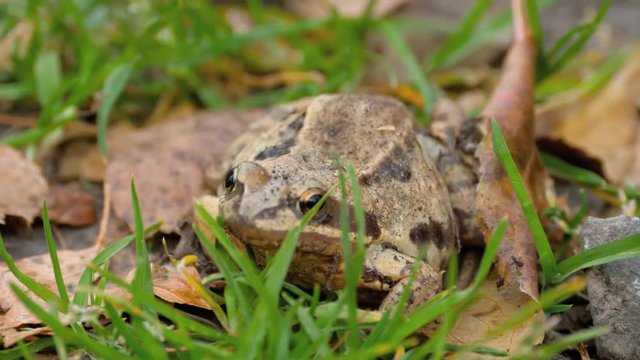 Brown frog in grass