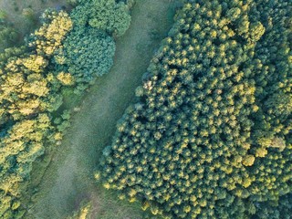 Wild forest landscape photographed from drone