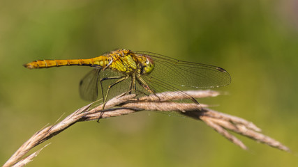 Macro of dragonfly on branch
