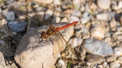 Macro of dragonfly on the ground