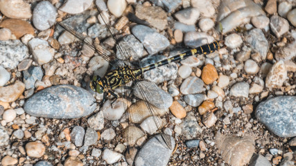 Macro of dragonfly on ground