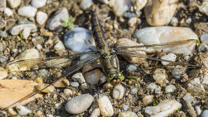 Macro of dragonfly on the ground