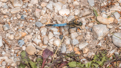 Macro of dragonfly on the ground