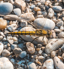 Macro of dragonfly on the ground