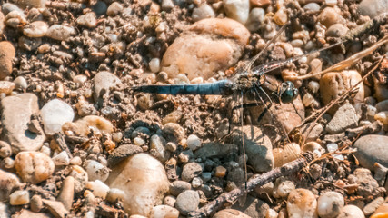 Macro of dragonfly on the ground