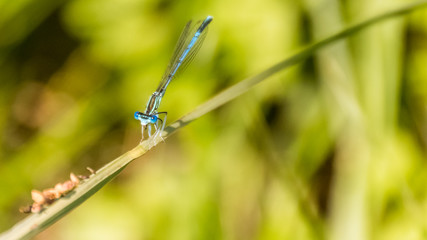 Macro of dragonfly on branch