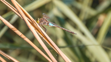 Macro of dragonfly on branch