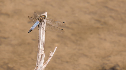 Macro of dragonfly on branch