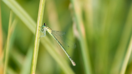 Macro of dragonfly on branch