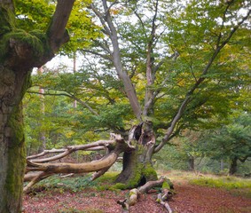 Alte Rotbuchen (Fagus sylvatica), abgebrochener Hauptast, Naturdenkmal Hutewald Halloh, bei Albertshausen, Naturpark Kellerwald-Edersee, Hessen, Deutschland