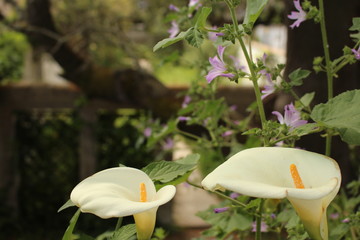 Callas im Garten